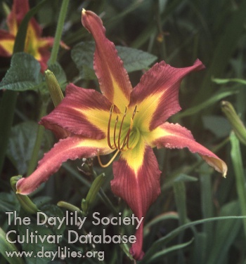 Daylily Keep them Guessing
